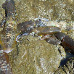 磯でアオリイカのヤエン釣り