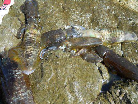磯でアオリイカのヤエン釣り
