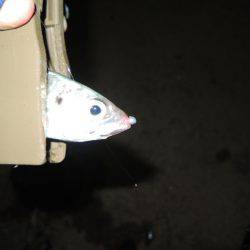 イワシに邪魔されながら