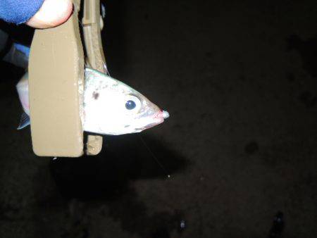 イワシに邪魔されながら