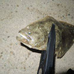 アジングで思わぬ外道