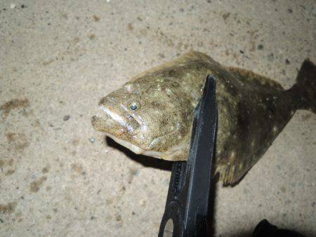 アジングで思わぬ外道