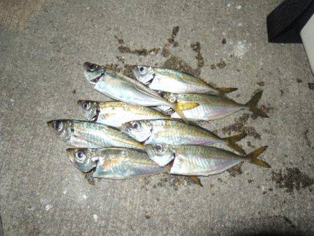 アタリはずれが大きくなってきました