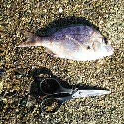 初エビ撒き釣り