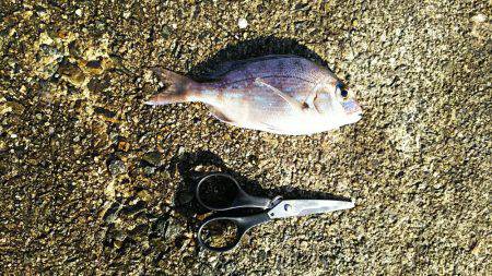 初エビ撒き釣り