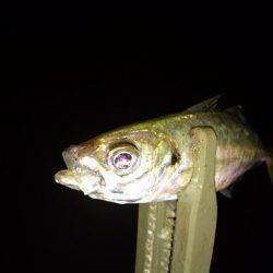 雨の中のアジング
