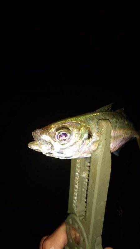 雨の中のアジング