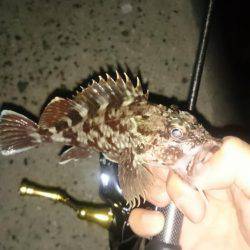 アジング釣行記