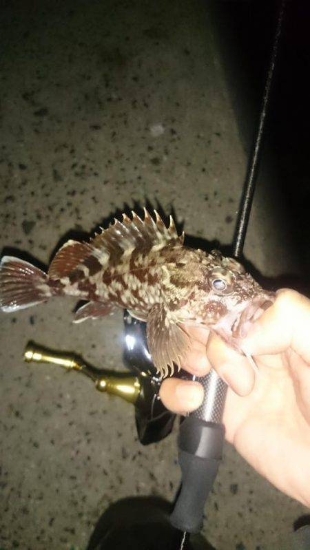 アジング釣行記