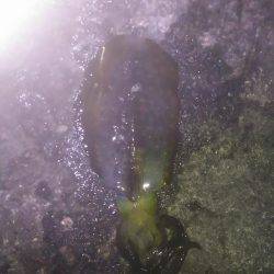 ヤエンで釣りました