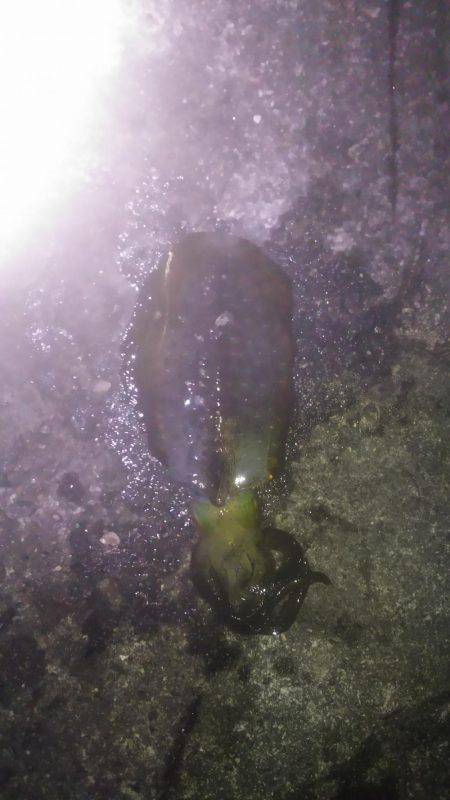 ヤエンで釣りました