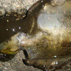 ボウズばかりの日々