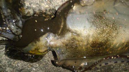 ボウズばかりの日々