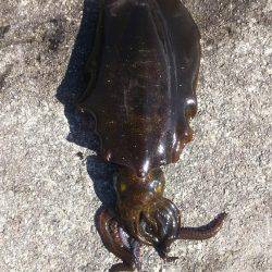 よく釣れました！