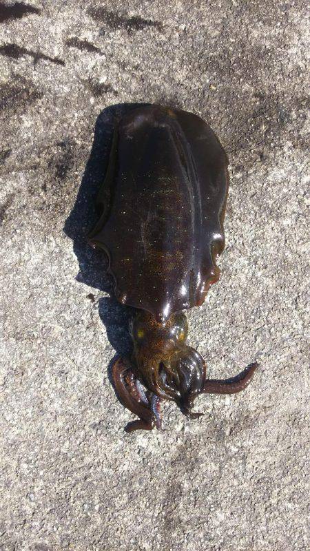 よく釣れました！