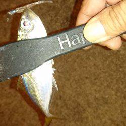 エギング時々アジング