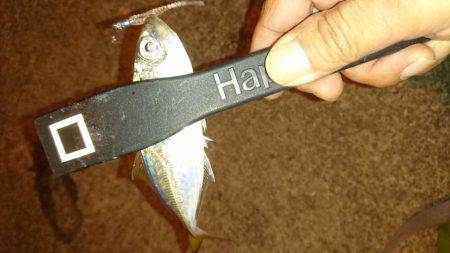 エギング時々アジング