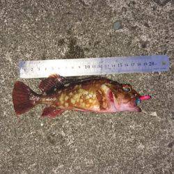 朝間づめ一時間勝負で。