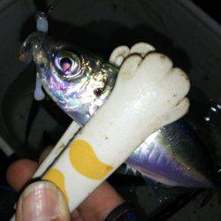 シビア？なアジング