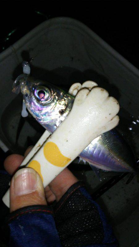 シビア？なアジング