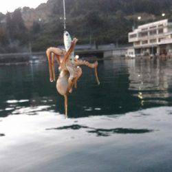 ライトショアジギング