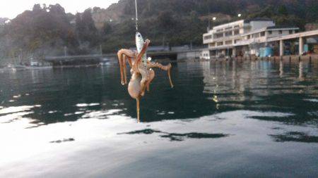 ライトショアジギング