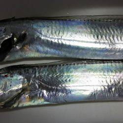 ルアーで太刀魚