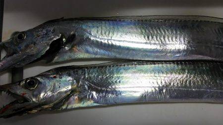 ルアーで太刀魚