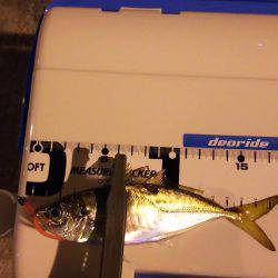 爆風短時間アジング