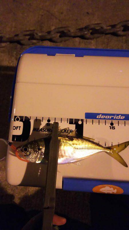 爆風短時間アジング