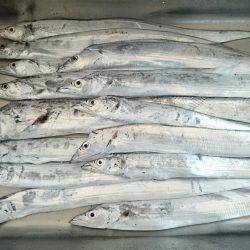 やっと数釣りできた ドラゴン 108cmも