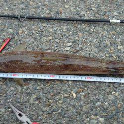 エギングロッドでデカエソ