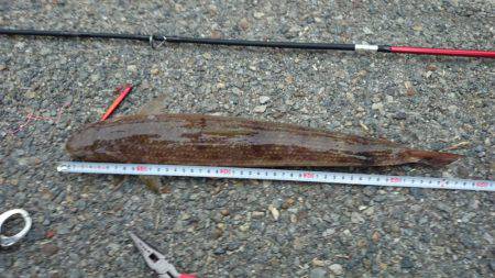 エギングロッドでデカエソ