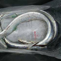 貝塚人工島水路にて太刀魚