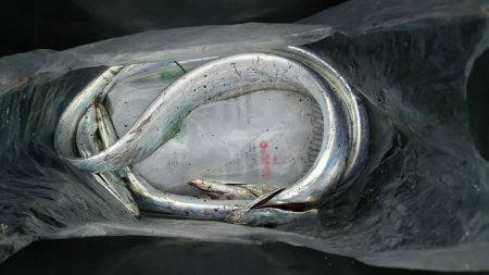 貝塚人工島水路にて太刀魚