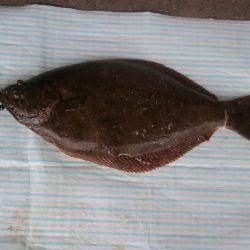 アジののませ釣りでヒラメ２匹！