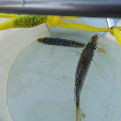 ランガン失敗…