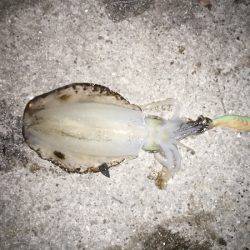 久しぶりのアオリ大漁