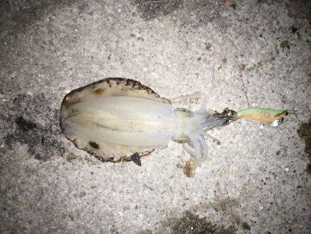 久しぶりのアオリ大漁