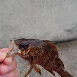 貸し切り爆釣！