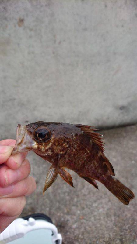 貸し切り爆釣！