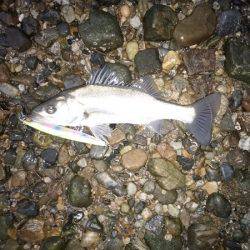 釣り人のマナーの悪さに…