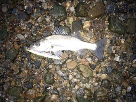 デカいシーバスはいずこに・・・？