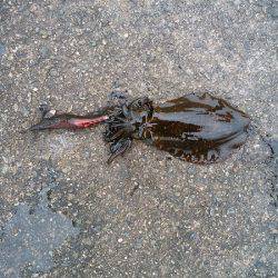 アルバトロス乗船