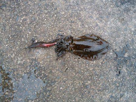 数は釣れたけど型が・・・