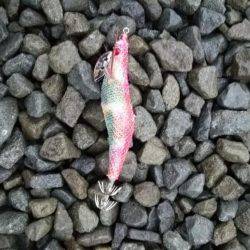 雨でも負けずにエギング