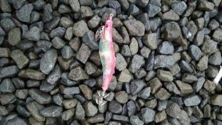 雨でも負けずにエギング