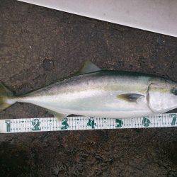 スズキくんとメジロさん仲良く良くほぼ同寸