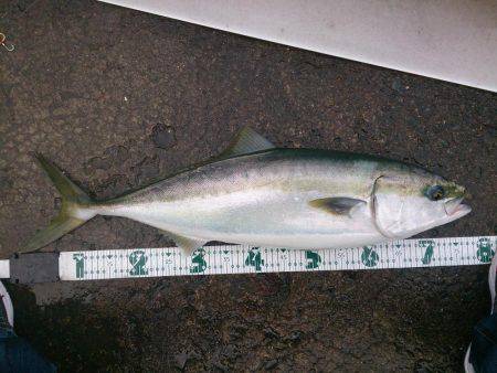 スズキくんとメジロさん仲良く良くほぼ同寸