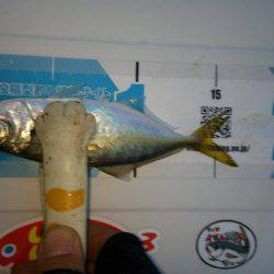 チャリコングからのアジメバリング